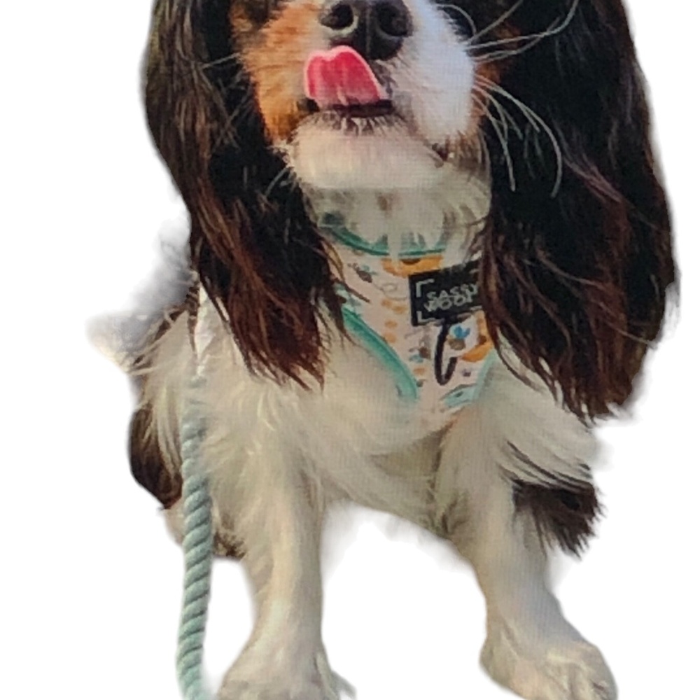 DOG ROPE LEASH Sassy Woof Hands-Free Rope Cord Leash 7ft - Picture 4 of 14
